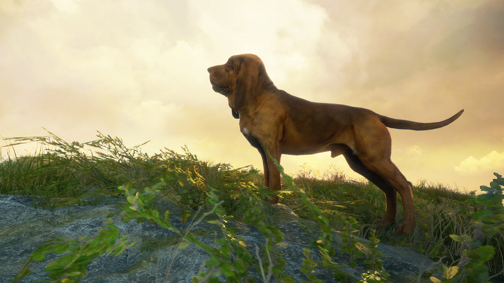 theHunter: Call of the Wild - Bloodhound (PC) - Steam Key - EUROPE