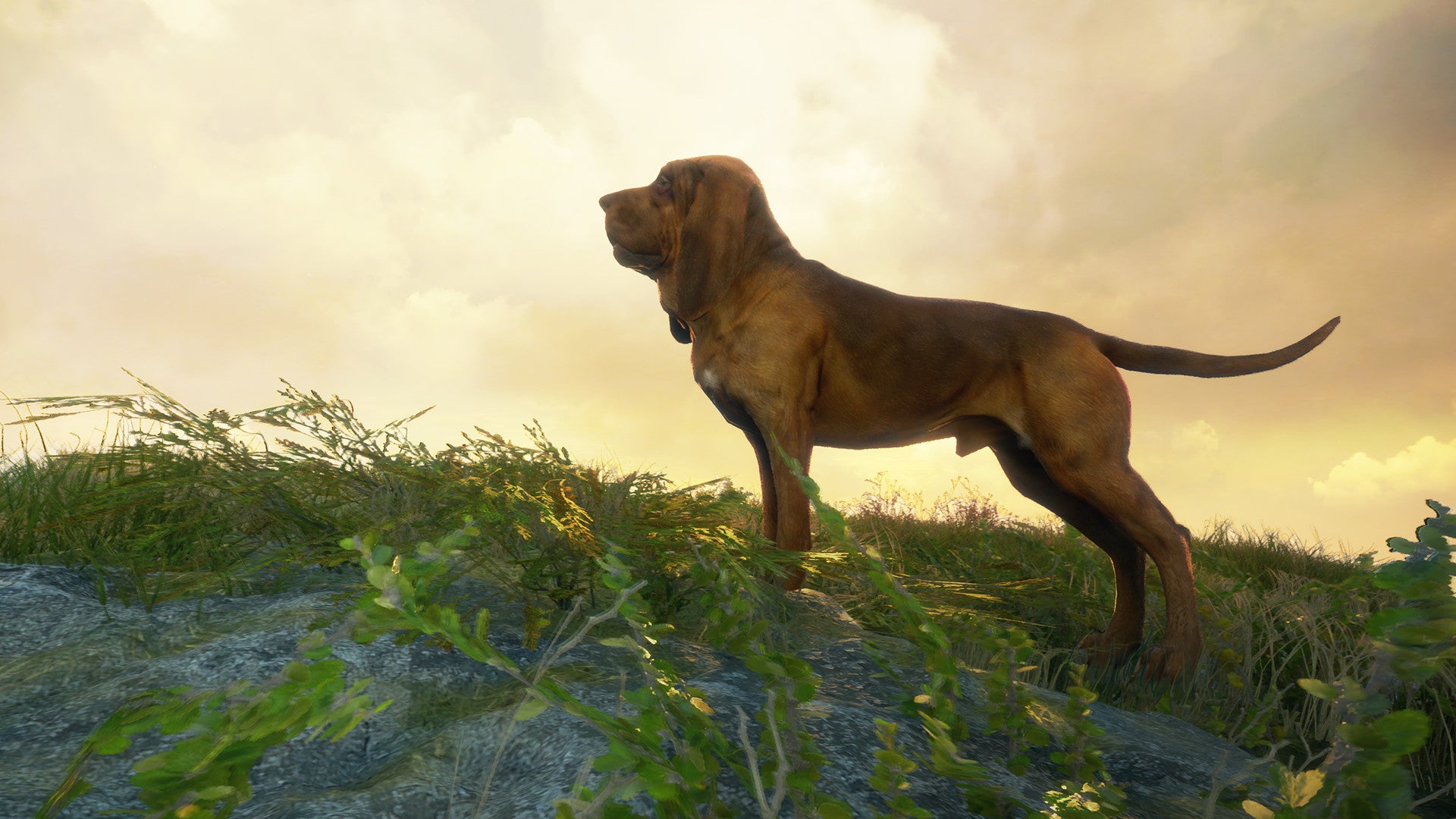 theHunter: Call of the Wild - Bloodhound (PC) - Steam Key - EUROPE